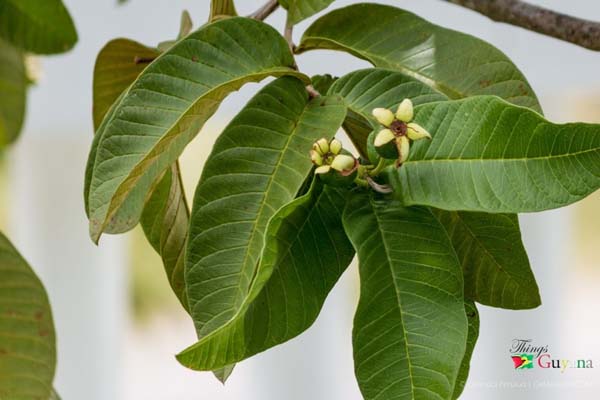 Guava Leaves For A Strong And Healthy Hair #hair #hairstyles #trendypins