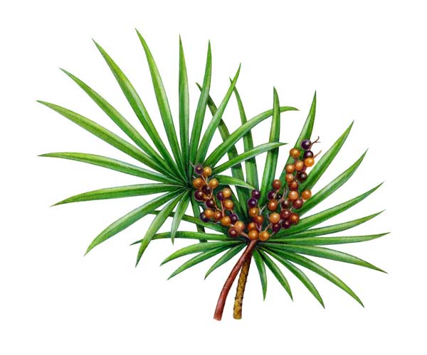Saw Palmetto For A Strong And Healthy Hair #hair #hairstyles #trendypins