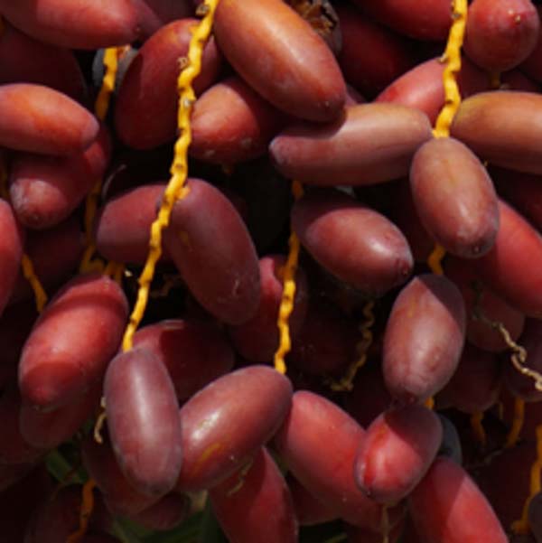 Hayani Dates #dates #fruits #food #trendypins